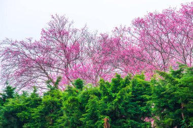 Wild Himalayan Cherry in Khun Wang royal project, Thailand.