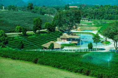 Çay plantasyon içinde Chiang rai Eyaleti, Tayland.