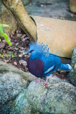 Tayland 'da Victoria Taçlı Güvercin Kuşu.