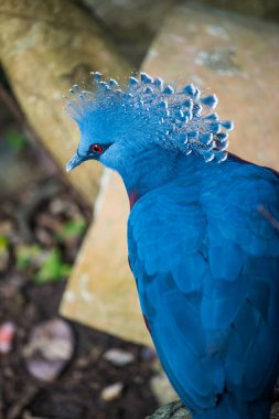 Tayland 'da Victoria Taçlı Güvercin Kuşu.