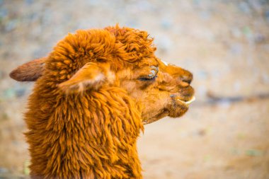 Tayland 'da Brown Alpaca Vicugna paketleri.