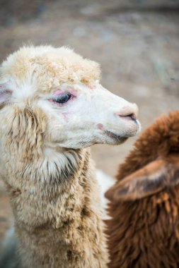 Tayland, Tayland 'da beyaz Alpaca Vicugna paketleri.