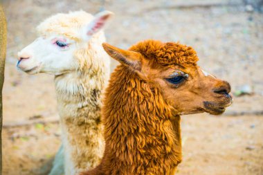 Tayland 'da Alpaca Vicugna paketleri.
