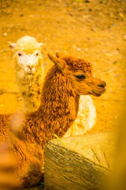 Tayland 'da Alpaca Vicugna paketleri.