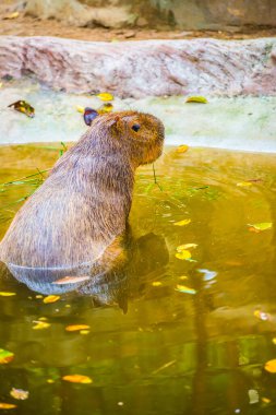 Tayland 'da Capybara.