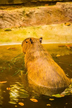 Tayland 'da Capybara.