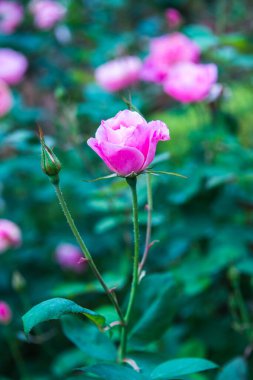 Pink rose in the garden, Thailand.