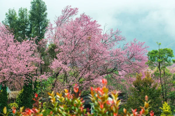 Wild Himalayan Cherry in Khun Wang royal project, Thailand.