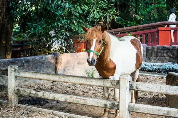 Cavalo Sangue Estrangeiro Tailandês Tailândia — Fotografia de Stock