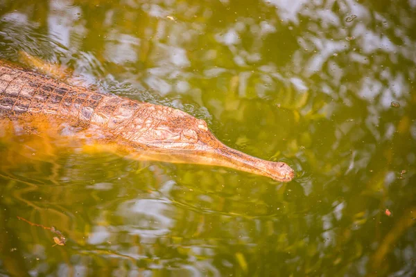 Tayland Gavial Timsahı — Stok fotoğraf