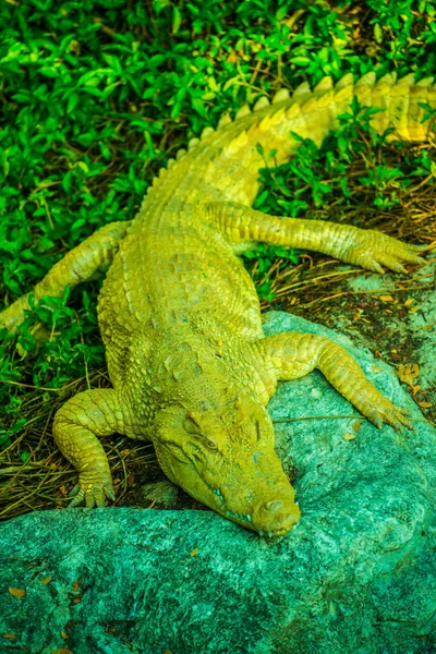Albino Siamese Krokodil Thaise Krokodil Thailand — Stockfoto
