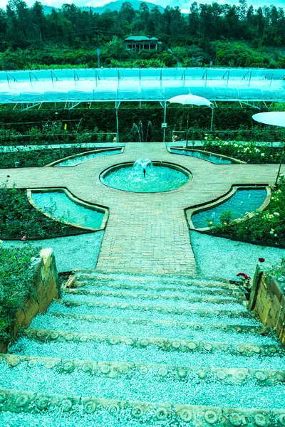 Jardim Rosas Montanha Tailândia — Fotografia de Stock