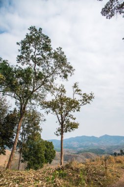 Tayland 'ın Phayao eyaletindeki dağ manzarası.