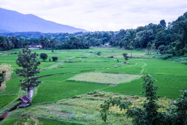 Wat Phuket manzaralı güzel pirinç tarlası, Tayland.