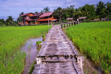 Tayland 'ın Pua bölgesinin güzel pirinç tarlası..