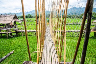 Tayland 'da pirinç tarlası olan küçük bir köprü..