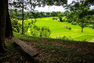 Tayland 'ın Pua bölgesindeki pirinç tarlası.