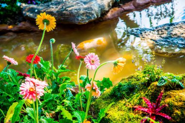 Bahçesinde damla olan Gerbera çiçekleri, Tayland.