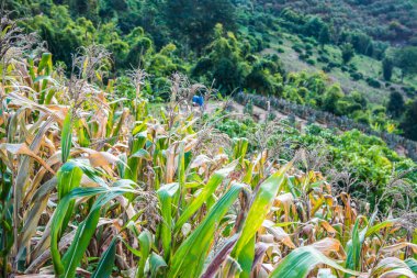 Tayland 'ın Chiangrai ilindeki mısır bitkisi ile dağ manzarası.