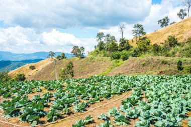 Tayland 'ın Chiangrai ilindeki dağda tarım.