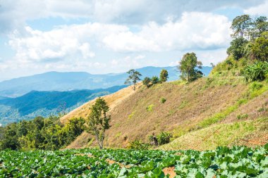 Tayland 'ın Chiangrai eyaletinde dağ manzarası.