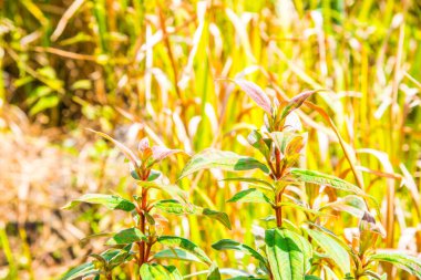 Tayland, Tayland ormanlarında ağaç tepesi.