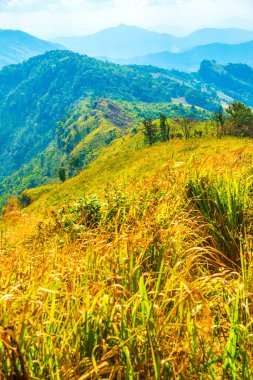 Chiangrai, Tayland 'daki Phu Chi Fa Dağı manzarası.