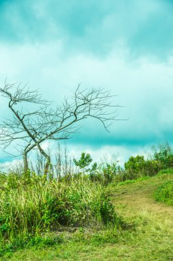 Chiangrai, Tayland 'daki Phu Chi Fa Dağı manzarası.