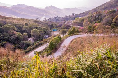 Chiangrai, Tayland 'da Doi Pha Tang yolu..