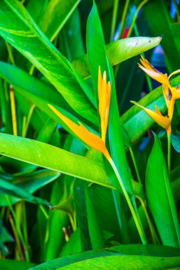 Park, Tayland 'da cennet kuşu..