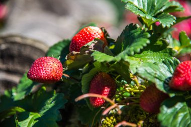 Bitkide taze çilek, Tayland.