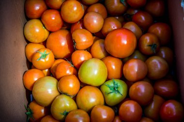Bir grup portakallı domates, Tayland.