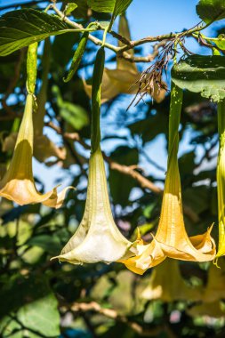 Datura çiçekleri ağaçta, Tayland.