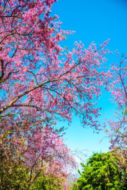 Mavi gökyüzü olan kiraz ağaçları, Tayland.