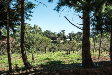 Khun Wang Kraliyet Projesi, Tayland.
