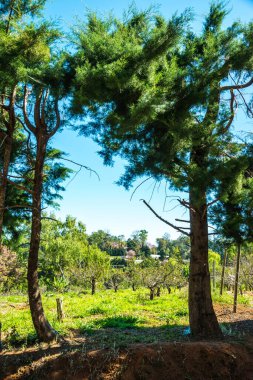Khun Wang Kraliyet Projesi, Tayland.