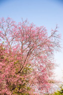 Mavi gökyüzü olan kiraz ağaçları, Tayland.
