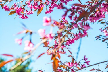 Mavi gökyüzü olan kiraz ağaçları, Tayland.