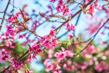 Doğal arka planı olan kiraz ağaçları, Tayland.