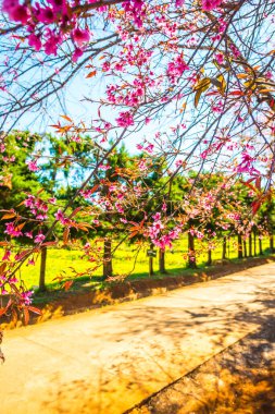 Chiangmai, Tayland 'da kiraz çiçeği parkı..