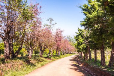 Chiangmai, Tayland 'da kiraz çiçeği parkı..