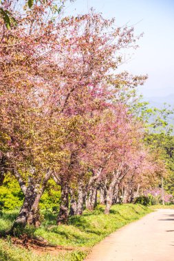 Chiangmai, Tayland 'da kiraz çiçeği parkı..