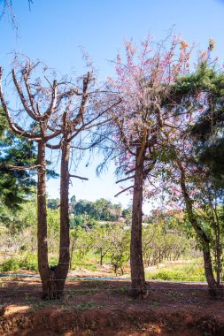 Doğal arka planı olan kiraz ağaçları, Tayland.