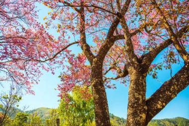 Kiraz ağacı, Tayland..