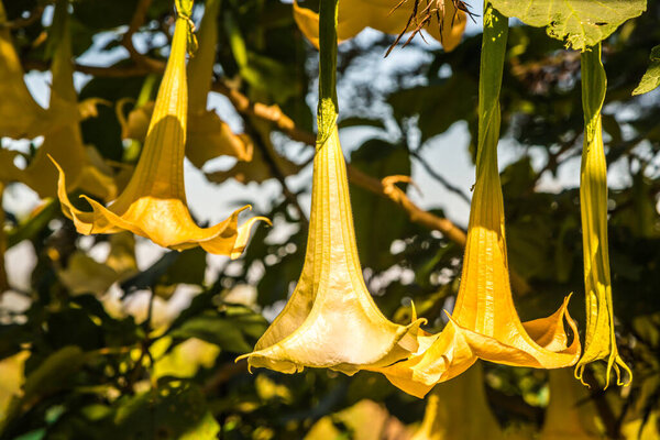 Datura flowers on tree, Thailand.