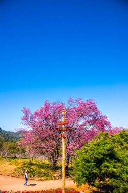 Chiangmai, Tayland 'da kiraz çiçeği parkı..