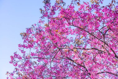 Kiraz Çiçekleri, Tayland 'ın arka planı.