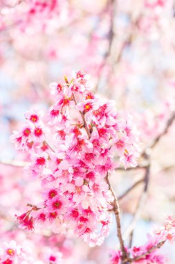 Kiraz Çiçeklerinin Kapanışı, Tayland.