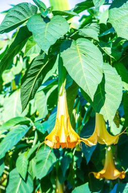 Datura çiçekleri ağaçta, Tayland.