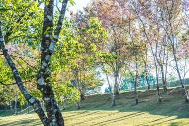 Chiangmai, Tayland 'da kiraz çiçeği parkı..